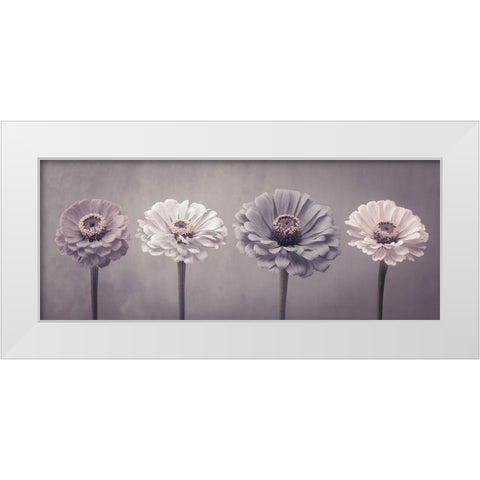 Four Zinnias in a row White Modern Wood Framed Art Print by Frank, Assaf