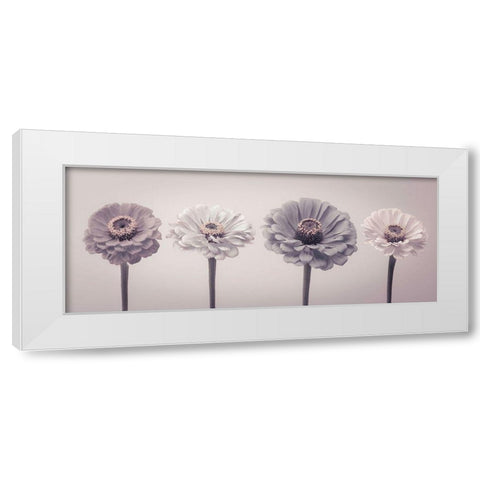 Four Zinnias in a row White Modern Wood Framed Art Print by Frank, Assaf