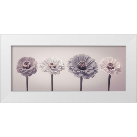 Four Zinnias in a row White Modern Wood Framed Art Print by Frank, Assaf
