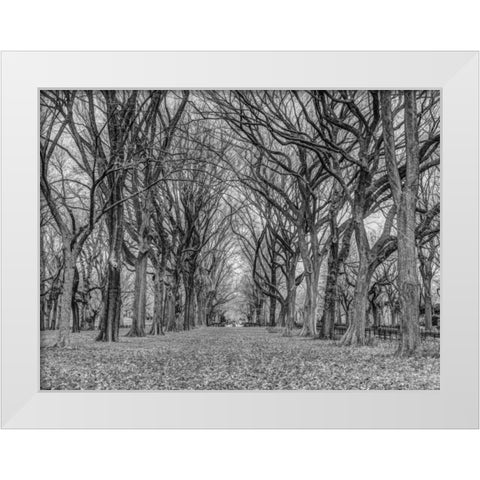 Rows of trees in Central park, New York White Modern Wood Framed Art Print by Frank, Assaf