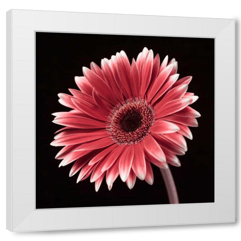 AF20120911 Gerbera 036C23 White Modern Wood Framed Art Print by Frank, Assaf