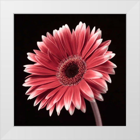AF20120911 Gerbera 036C23 White Modern Wood Framed Art Print by Frank, Assaf