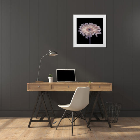 FTBR 1657 Gerbera White Modern Wood Framed Art Print by Frank, Assaf