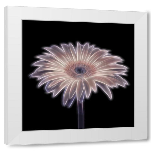 FTBR 1657 Gerbera White Modern Wood Framed Art Print by Frank, Assaf
