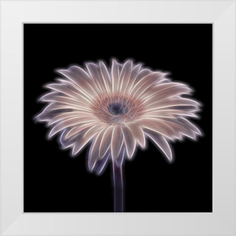FTBR 1657 Gerbera White Modern Wood Framed Art Print by Frank, Assaf