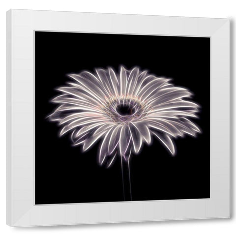 FTBR 1659 Gerbera White Modern Wood Framed Art Print by Frank, Assaf