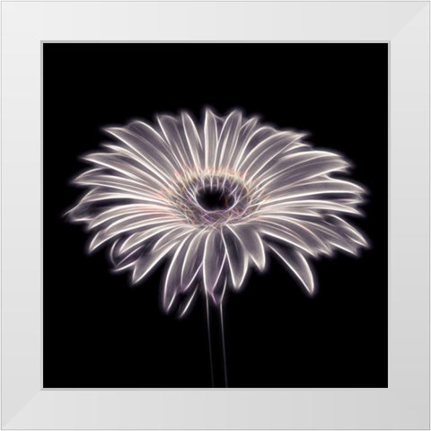 FTBR 1659 Gerbera White Modern Wood Framed Art Print by Frank, Assaf