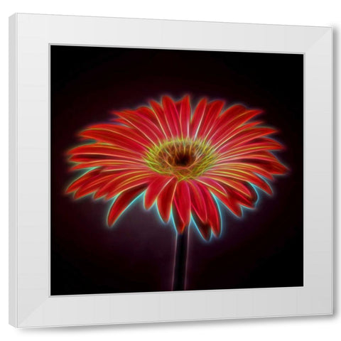 AF20110820 Gerbera 023C03PP White Modern Wood Framed Art Print by Frank, Assaf