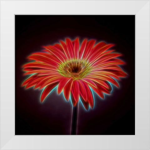 AF20110820 Gerbera 023C03PP White Modern Wood Framed Art Print by Frank, Assaf