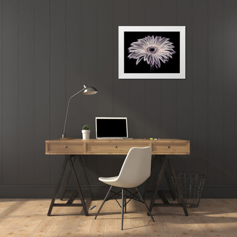 AF20110820 Gerbera 021PTGBF2C01 White Modern Wood Framed Art Print by Frank, Assaf