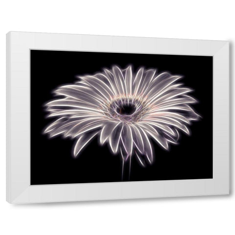 AF20110820 Gerbera 021PTGBF2C01 White Modern Wood Framed Art Print by Frank, Assaf