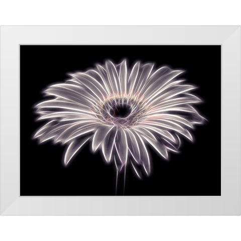 AF20110820 Gerbera 021PTGBF2C01 White Modern Wood Framed Art Print by Frank, Assaf