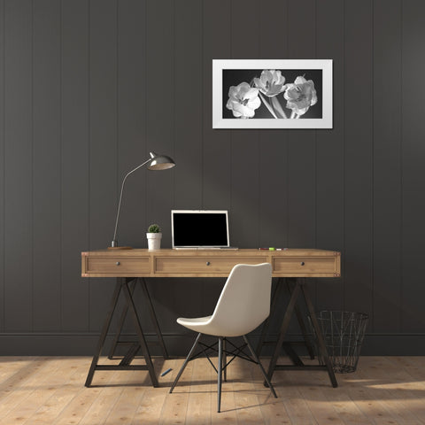 Tulips, black and white White Modern Wood Framed Art Print by Frank, Assaf