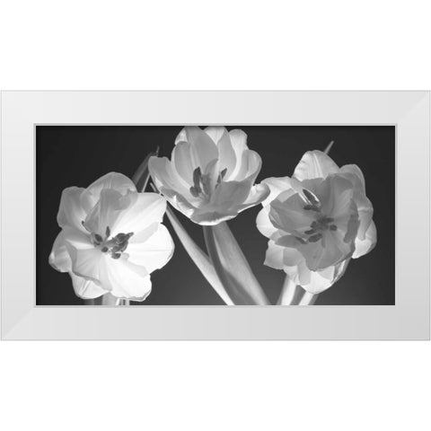 Tulips, black and white White Modern Wood Framed Art Print by Frank, Assaf