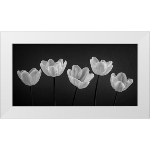 Five Tulips in a row White Modern Wood Framed Art Print by Frank, Assaf
