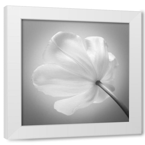Tulip flower, close-up White Modern Wood Framed Art Print by Frank, Assaf