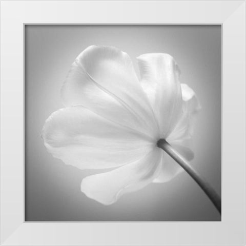 Tulip flower, close-up White Modern Wood Framed Art Print by Frank, Assaf