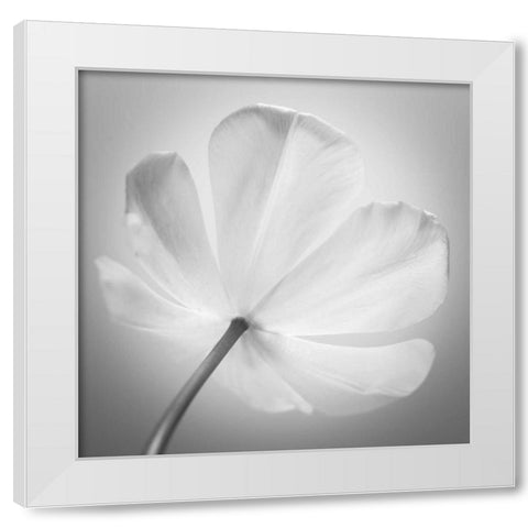 Tulip flower, close-up White Modern Wood Framed Art Print by Frank, Assaf