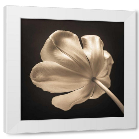 Tulip flower, close-up White Modern Wood Framed Art Print by Frank, Assaf