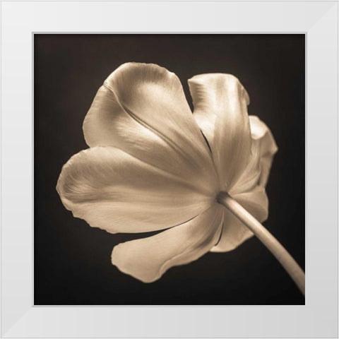 Tulip flower, close-up White Modern Wood Framed Art Print by Frank, Assaf