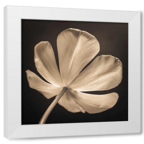 Tulip flower, close-up White Modern Wood Framed Art Print by Frank, Assaf