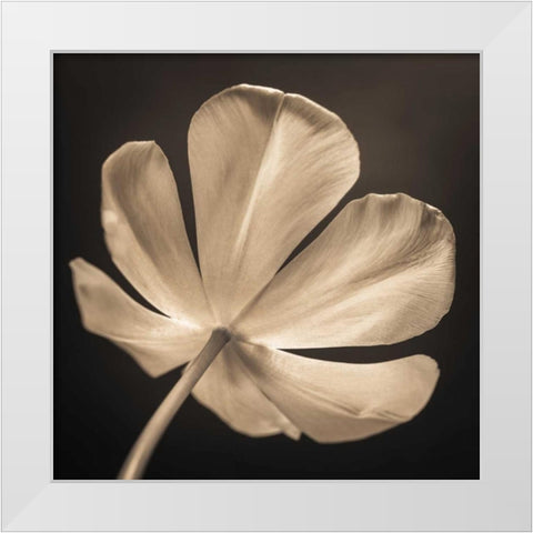 Tulip flower, close-up White Modern Wood Framed Art Print by Frank, Assaf