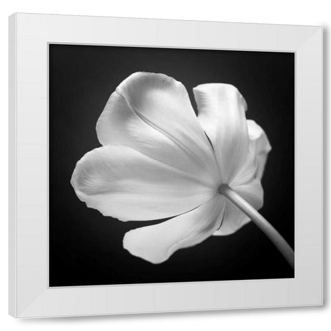 Tulip flower, close-up, AF20120427-562 White Modern Wood Framed Art Print by Frank, Assaf
