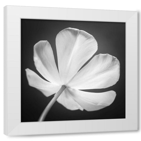 Tulip flower, close-up, AF20120427-600 White Modern Wood Framed Art Print by Frank, Assaf