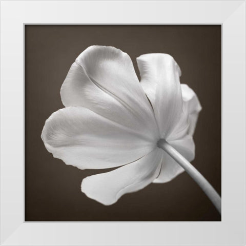 Tulip flower, close-up White Modern Wood Framed Art Print by Frank, Assaf