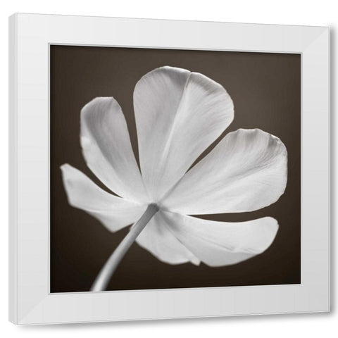 Tulip flower, close-up White Modern Wood Framed Art Print by Frank, Assaf