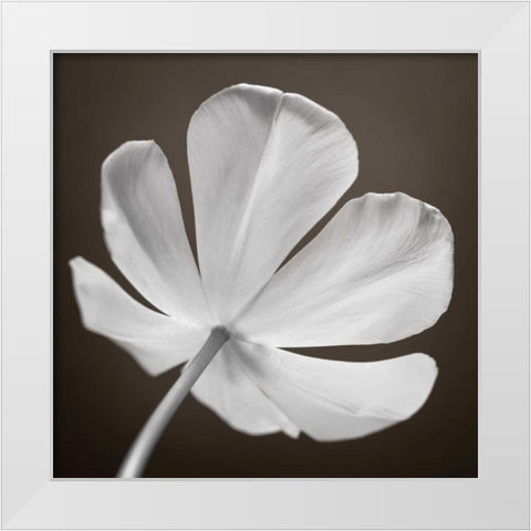 Tulip flower, close-up White Modern Wood Framed Art Print by Frank, Assaf