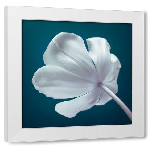 Tulip flower, close-up White Modern Wood Framed Art Print by Frank, Assaf