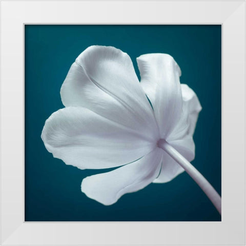 Tulip flower, close-up White Modern Wood Framed Art Print by Frank, Assaf