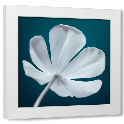 Tulip flower, close-up White Modern Wood Framed Art Print by Frank, Assaf