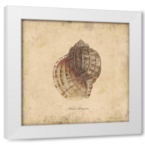 Shells IV White Modern Wood Framed Art Print by Marrott, Stephanie