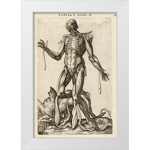 Male figure with muscles and skeleton White Modern Wood Framed Art Print by Versalius, Andreas