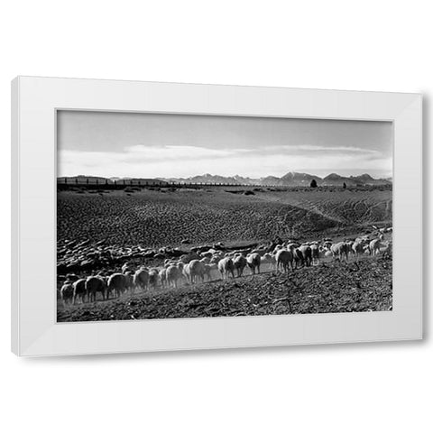 Flock in Owens Valley, California, 1941 White Modern Wood Framed Art Print by Adams, Ansel
