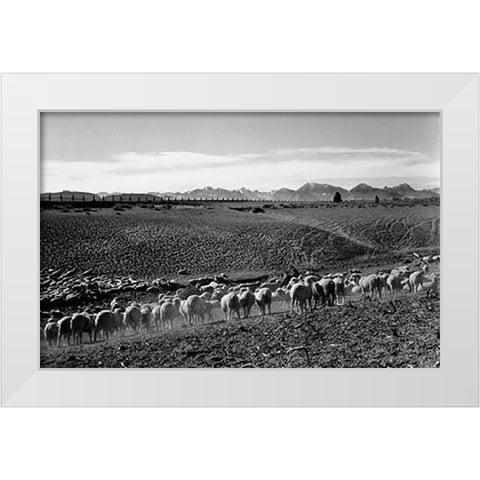 Flock in Owens Valley, California, 1941 White Modern Wood Framed Art Print by Adams, Ansel
