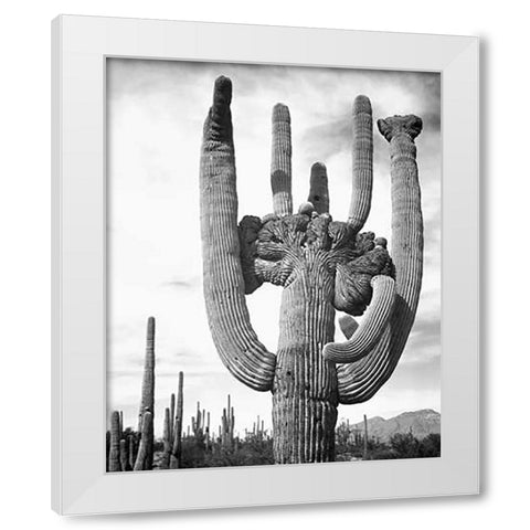 View of cactus and surrounding area Saguaros, Saguaro National Monument, Arizona, ca. 1941-1942 White Modern Wood Framed Art Print by Adams, Ansel