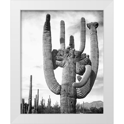View of cactus and surrounding area Saguaros, Saguaro National Monument, Arizona, ca. 1941-1942 White Modern Wood Framed Art Print by Adams, Ansel