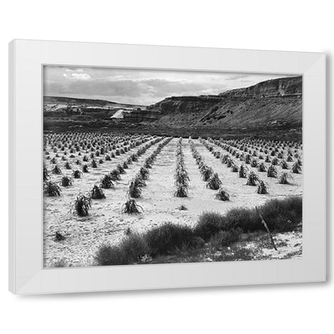 Looking across rows of corn, cliff in background, Corn Field, Indian Farm near Tuba City, Arizona, i White Modern Wood Framed Art Print by Adams, Ansel
