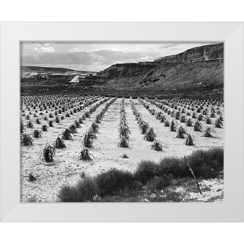 Looking across rows of corn, cliff in background, Corn Field, Indian Farm near Tuba City, Arizona, i White Modern Wood Framed Art Print by Adams, Ansel