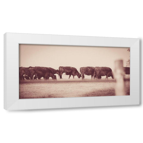Cattle Row White Modern Wood Framed Art Print by Quillen, Donnie