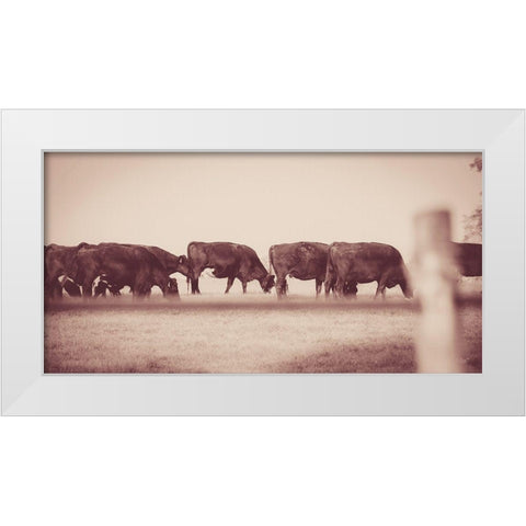 Cattle Row White Modern Wood Framed Art Print by Quillen, Donnie