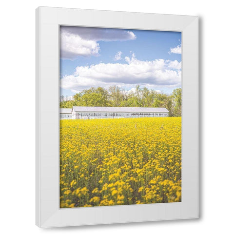 Field of Yellow I White Modern Wood Framed Art Print by Quillen, Donnie