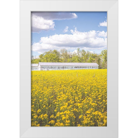 Field of Yellow I White Modern Wood Framed Art Print by Quillen, Donnie