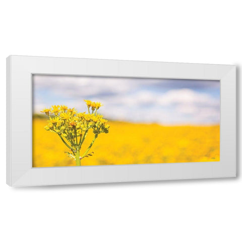 Field of Yellow II White Modern Wood Framed Art Print by Quillen, Donnie