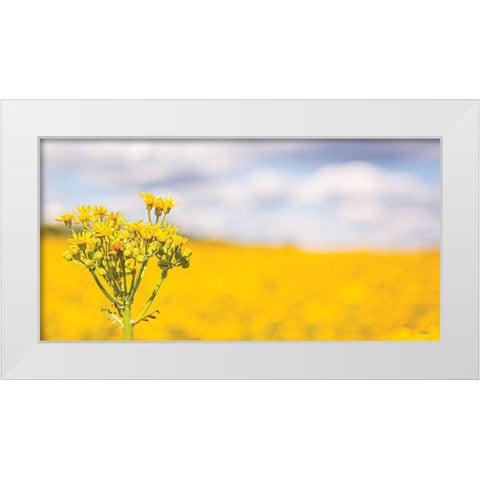 Field of Yellow II White Modern Wood Framed Art Print by Quillen, Donnie
