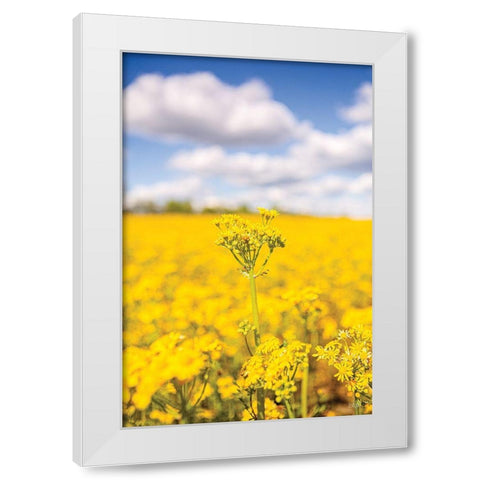 Field of Yellow III White Modern Wood Framed Art Print by Quillen, Donnie