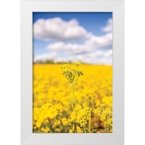 Field of Yellow III White Modern Wood Framed Art Print by Quillen, Donnie